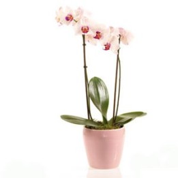 Two-pronged orchid
