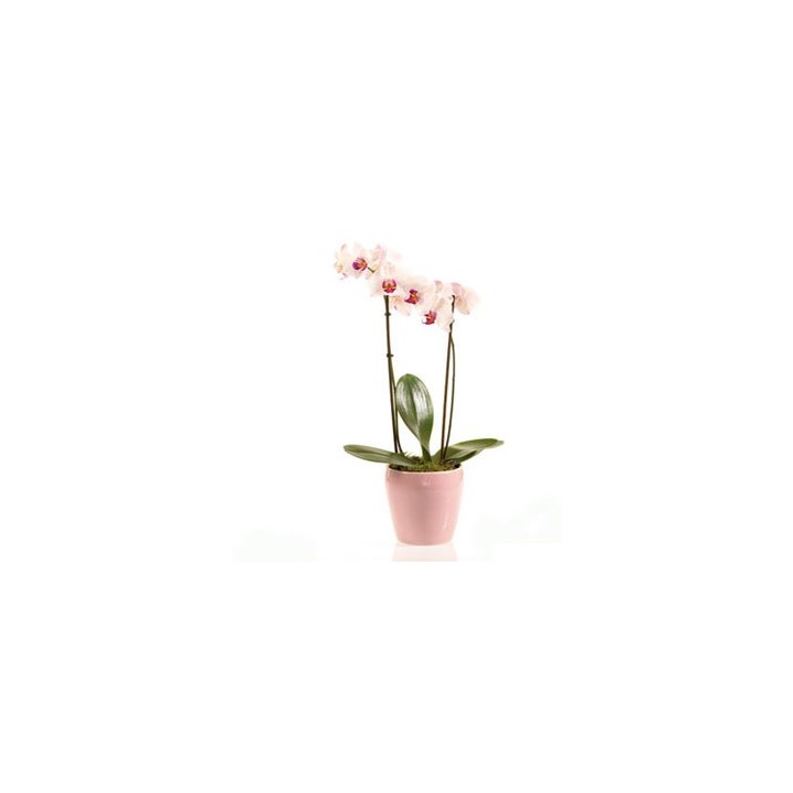 Kétágú orchidea