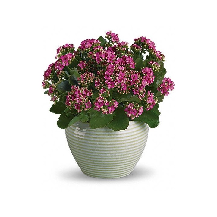 Coral flower