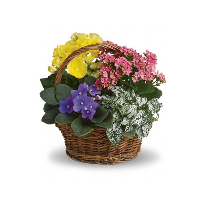 Potted flowers in basket