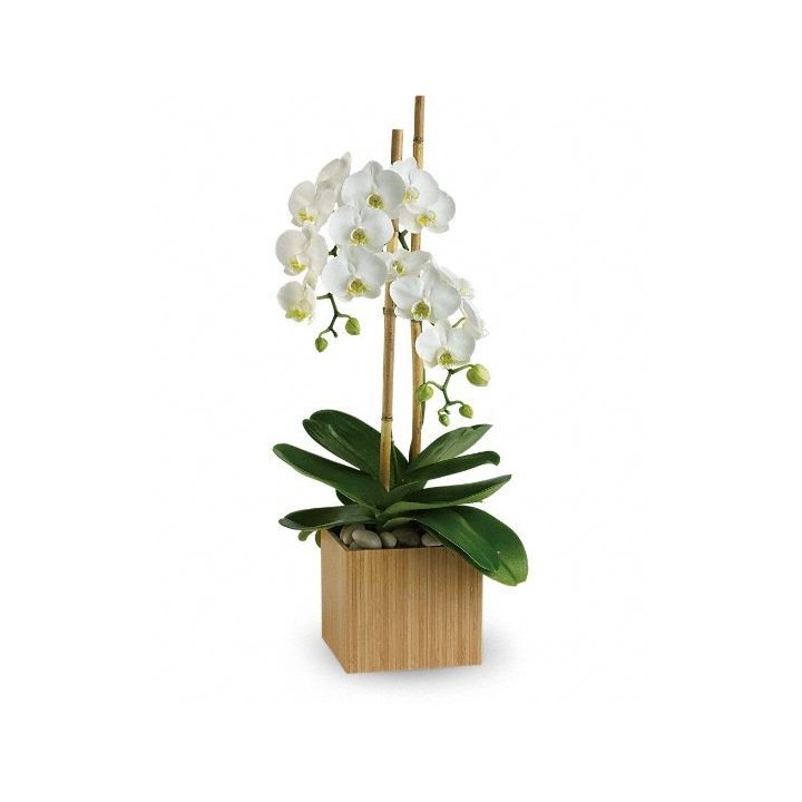 Kétágú orchidea