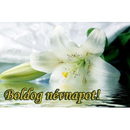 Ajándékkísérő