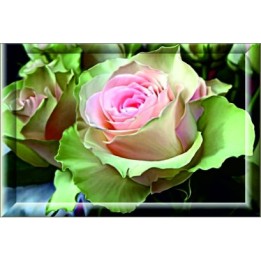 Gift Card 25