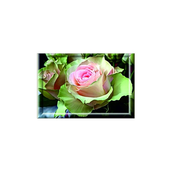 Gift Card 25