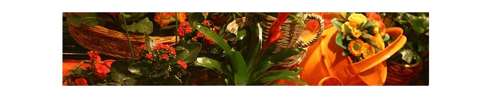 Potted flowers